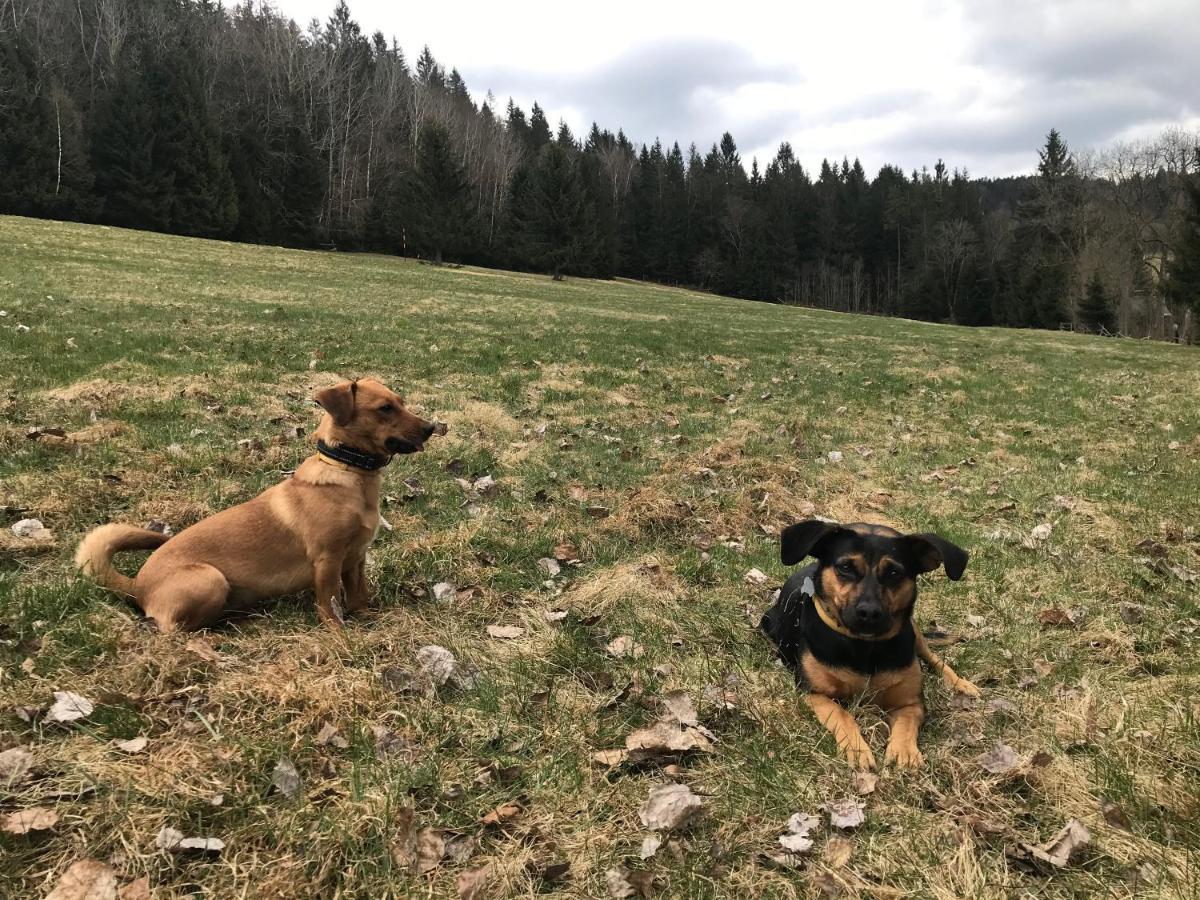 Horska Chata Na Brcalniku V Srdci Sumavy Železná Ruda Exterior foto
